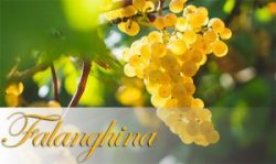 Вино Фалангина — королева лета